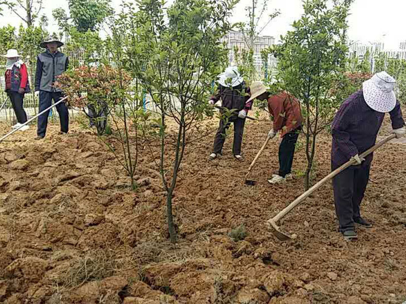 2树木种植.jpg